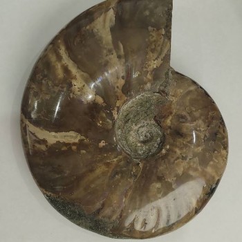 Suvenýrový zkamenělý amonit 18×15 cm ± (cena za 1175 g.)