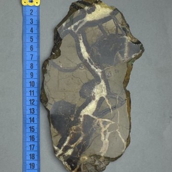 Suvenýrní deska z přírodního kamene septarie 19×11×0,9 cm ± (hmotnost 341 g)