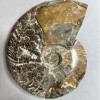Suvenýrový zkamenělý ammonit velký 17×13×4 cm ± hmotnost 1040 g
